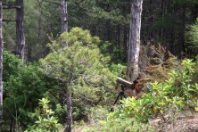 Joana the EVS volunteer guard during nest monitoring.WWF/S. Visquert