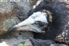 B28 as a chick in the nest in Eastern Rhodopes (2008)