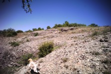 EV at Meteora's feeding site