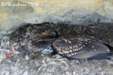 B28 as a chick in the nest in Eastern Rhodopes (2008)