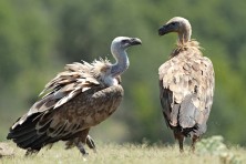 Photo: Svetoslav Spasov, www.NatureImages.eu