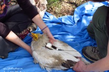 Tagging of a satellite tramsmitter to Aoos in Epirus, Greece