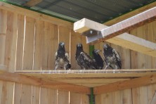 Team of BSPB opening the door of the adaptation aviary  © Polina Dimitrova