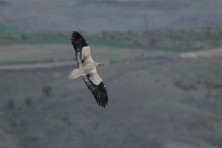 Ενήλικος Ασπροπάρης