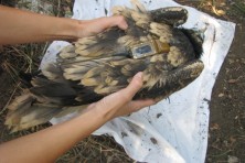 One of the two chicks of Dadia's nest on 7th of August 2013-much larger than the NE Greeces' chicks/WWF