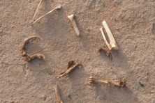 Remains from Elodie killed for bushmeat in Niger. © Saley Mahamane Mourtala