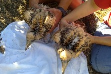 The two chicks of NE Greece' nest on 5th of August 2013/WWF
