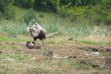 The Egyptian vulture Boyana on the feeding station © Volen Arkumarev