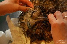 Professional veterinary help by Green Balkans in Wildlife Rehabilitation Centre