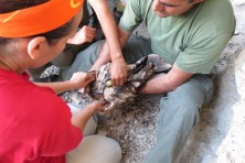 Η διαδικασία τοποθέτησης πομπού (WWF/M.Pita)