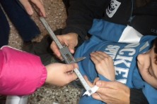 Ringing of a vulture chick
