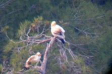 The parents, the tireless guards of the nest (digiscoping). WWF/J. Rodriguez