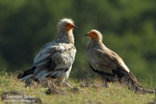 Photo: Svetoslav Spasov, www.NatureImages.eu
