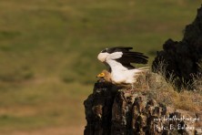 Egyptian vulture, photo: Boris Belchev