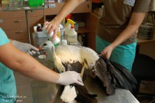 Professional veterinary help by Green Balkans in Wildlife Rehabilitation Centre