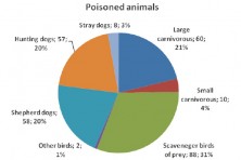 Groups of animals victims of illegal poisoning