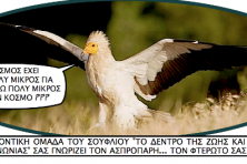 Τα αυτοκόλλητα που μοίραζε η ομάδα υιοθεσίας σε όσους συμμετείχαν στη δημοσκόπηση (WWF Ελλάς)