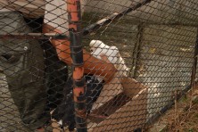 Help for juvenile White Stork in Haskovo region
