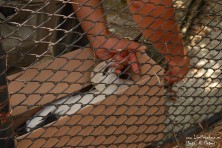 Help for juvenile White Stork in Haskovo region