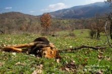Δηλητηριασμένος σκύλος από φόλα στην περιοχή των Αντιχασίων