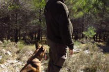 The dogs are specially trained to search and detect poison baits 