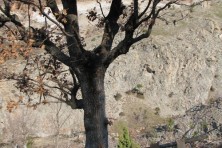 Κατασκευή πλατφόρμων για την παροχή συμπληρωματικής τροφής