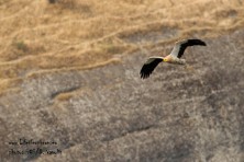 Egyptian vulture in Meteora. ©HOS/D. Vavylis