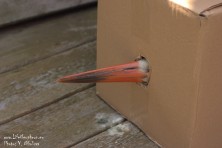 Help for juvenile White Stork in Haskovo region