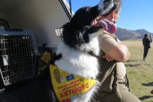 The return of the Neophron  - Daria the ANTIDOTO dog
