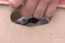 Help for juvenile White Stork in Haskovo region