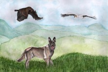 Anti-poison dog supports vultures (Daniela Silva,WWF/EVS)
