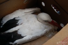 Help for White Stork in Haskovo region