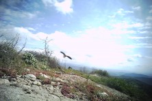 EV at Meteora's feeding site