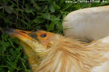 Second dead Egyptian vulture (HOS/L. Sidiropoulos)