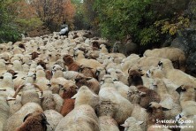 Κοπάδι με πρόβατα στην πεδιάδα Stara (φωτ.: S. Spasov)