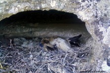 Egyptian vulture poisoned in its nest in Meteora. ©HOS/G. Chondros