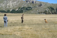 The return of the Neophron - the Belgian shepherd ANTIDOTO dog