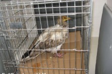 B28 in the rehabilitation center of Green Balkans in Stara Zagora (2011)