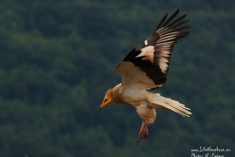 Egyptian vulture in Eastern Rhodopes (photo: Natasha Peters)