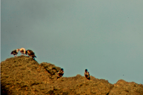The two intruder chicks at the right of the family (digiscoping). WWF/J. Barreira