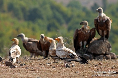 Photo: Svetoslav Spasov, www.NatureImages.eu