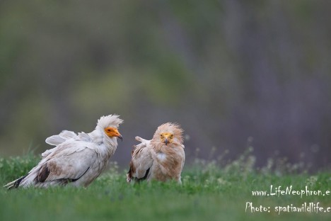 Photo: Bogdan Boev,  www.spatiawildlife.com