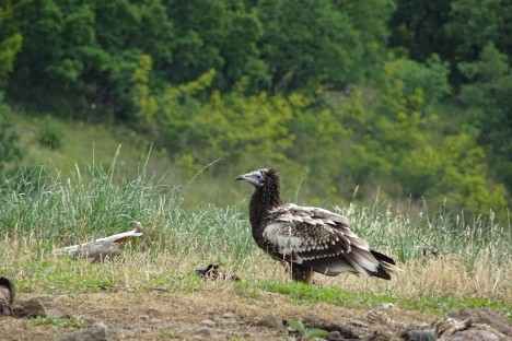 The Egyptian vulture Boyana on the feeding station © Volen Arkumarev