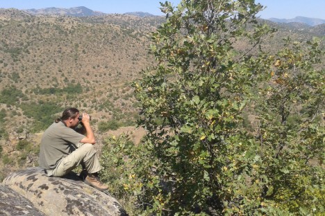 Monitoring of Egyptian vultures in FYR of Macedonia by MES