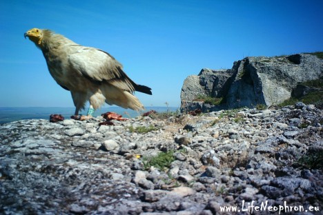 B28 on the feeding site in its breeding territory in northern Bulgaria (2013)