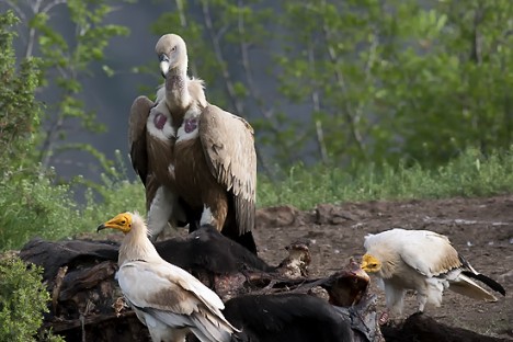 Egyptian Vulture and Griffon Vulture, photo: Svetoslav Mitkov