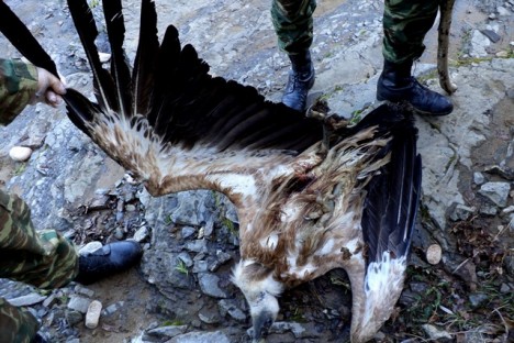 The electrocuted Griffon vulture (Sapes Forestry Service)