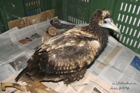 Victor in ANIMA's Wildlife Centre