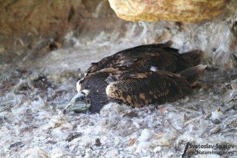 Photo: Svetoslav Spasov