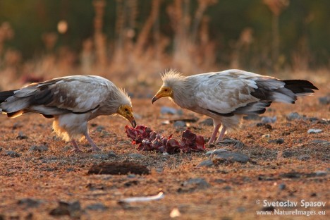 © Svetoslav Spasov, www.NatureImages.eu